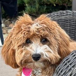 Ginger - Cavapoo
