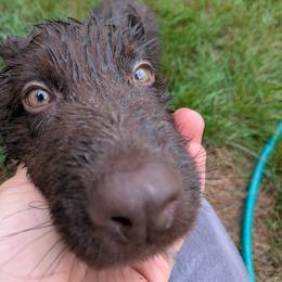 Oliver - Liver male German Shepherd puppy in Exmore, Virginia from Evergreen Shepherds
