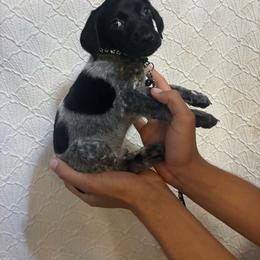 Black male - Black and white male German Shorthaired Pointer puppy in Morley, Michigan from Winsome Farm