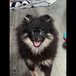 Pomeranian Puppies from Highlander Pomeranians