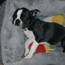 Boston Terrier Puppies from Howell Terriers