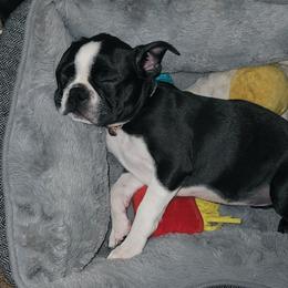 Boston Terrier Puppies from Howell Terriers
