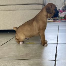 Boxer Puppies from Martinez Boxers of Central Florida