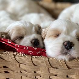 Cocker Spaniels from Sweet Peach Cocker Spaniels