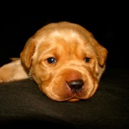 English Cocker Spaniel and Labrador Retriever Puppies from Fenloch Gundogs