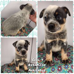 Girl 4 - Blue female Australian Cattle Dog puppy in Bradford, Arkansas from Cedar Rock Heelers and Kelpies