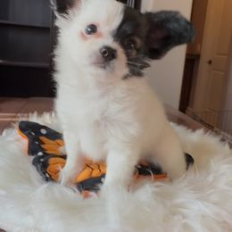 Daisy - Red white and sable female Papillon puppy in San Diego County, California from Mishmo's Shibas and Papillons