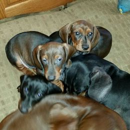 Dachshund Puppies from East Commons
