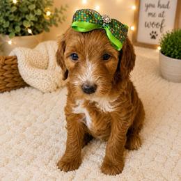 Liberty - Yellow Collar - Red  female Goldendoodle puppy in Huntsville, Alabama from Falcon Ridge Doodles