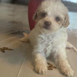 Peanut - Parti male Goldendoodle puppy in Cumberland, Rhode Island from minigoldendoodlesofRI