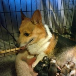 Panda - Pembroke Welsh Corgi