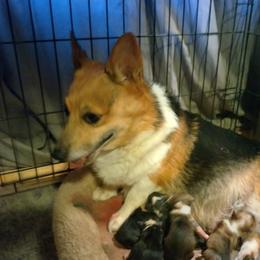 Panda - Pembroke Welsh Corgi