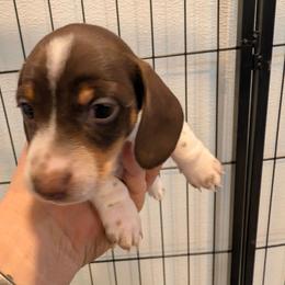 John - Chocolate and tan male Dachshund puppy in Blanchard, Oklahoma from Dusty Road Doxies