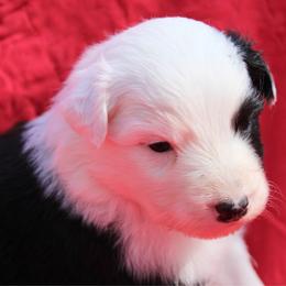 Pringles - Black tri-color female Australian Shepherd puppy in Laurel, Mississippi from Reeves Australian Shepherds
