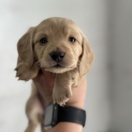 Girl 5 - Cream Dachshund puppy in Las Animas, Colorado from J&D Dachsies
