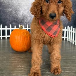 AKC Bella - Red  female Poodle puppy in Cape Coral, Florida from Ruby the poodle