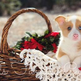 Oatmeal - Red merle and white American Corgi puppy in Cameron, North Carolina from Butts Family Corgis