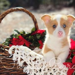 Oatmeal - Red merle and white American Corgi puppy in Cameron, North Carolina from Butts Family Corgis