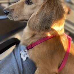 Dachshund All Grown Up from Rosehill Dachshunds