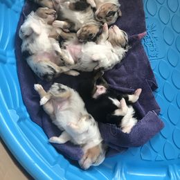 Miniature Australian Shepherd Puppies from ME Kennels