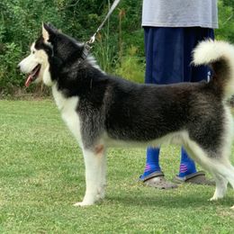 Drax - Siberian Husky