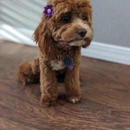 Ellie - Cavapoo