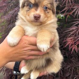 AKC Joe (Natural Tail) - Red merle male Australian Shepherd puppy in Jonesborough, Tennessee from 5AFarms