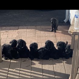 Aussiedoodle, Labradoodle, and Old English Sheepdog Puppies from Creek Bend Kennels