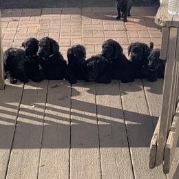 Aussiedoodle, Labradoodle, and Old English Sheepdog Puppies from Creek Bend Kennels