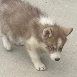 Loki - Red and white male Siberian Husky puppy in Summerville, South Carolina from Carolina Husky Lodge