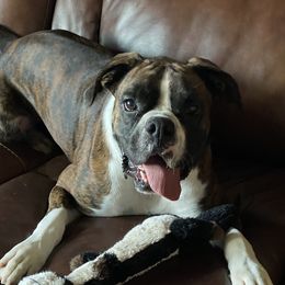 Oakley - Boxer