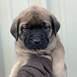Peach - Fawn female Mastiff puppy in Wewoka, Oklahoma from P Diamond Mastiffs