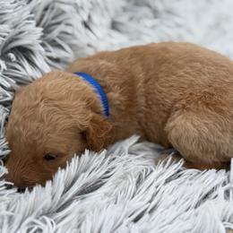 Teddy - Apricot male Goldendoodle puppy in Ambrose, Georgia from Brandilyn's Aussies