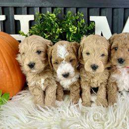 Goldendoodle Puppies from Maryland Designer Doodles