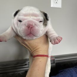 Girl 1 - White female Bulldog puppy in Mount Airy, North Carolina from PrimeCut Bulldogs