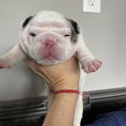 Girl 1 - White female Bulldog puppy in Mount Airy, North Carolina from PrimeCut Bulldogs