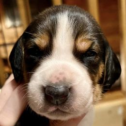 American Foxhounds, Redbone Coonhounds, and Treeing Walker Coonhounds from Lost Heritage Hounds