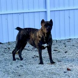 Betty - Cane Corso