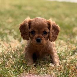 Cavalier King Charles Spaniel Puppies from Cavaliers of Chestatee