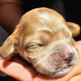 Jimmy Chew - Golden male Cockapoo puppy in Indiahoma, Oklahoma from Phamily Doodles