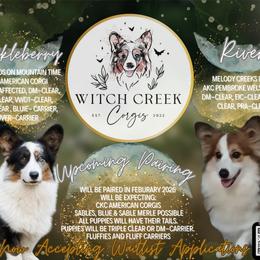 American Corgi puppies from Witch Creek Corgis