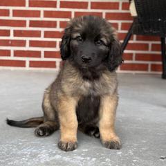 Girl 4 (Betty) - Reddish brown female Leonberger puppy in Manchester, Tennessee from Bois D’Arc Leonbergers