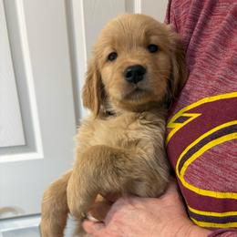 Buck - Dark golden male Golden Retriever puppy in Seville, Ohio from Retriever Ranch