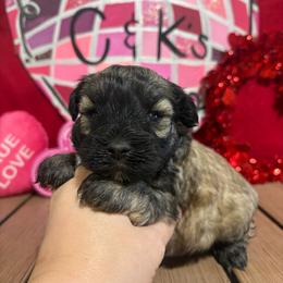 Boomer - Salt and pepper male Miniature Schnauzer puppy in Lufkin, Texas from C&K’s Schnauzer House