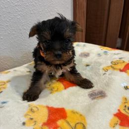 Rhett - Tri-color male Yorkipoo puppy in Brookings, South Dakota from Hofer Pups
