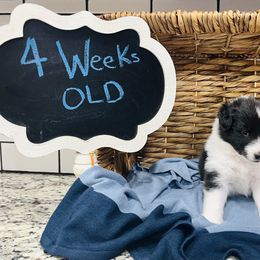 Shetland Sheepdog Puppies from Southern Charm Sheltie Farm