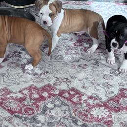 Purple collar - Blue fawn male American Staffordshire Terrier puppy in Cloverdale, Indiana from Woodshire American Staffordshire Terrier’s