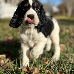 English Springer Spaniel Puppies from Ocoee Mountain Springers