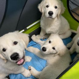 Golden Retriever Puppies from Smokey Mountain English Goldens