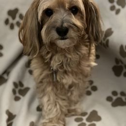 BusyBee - Havanese